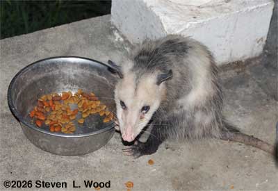 Back porch possum