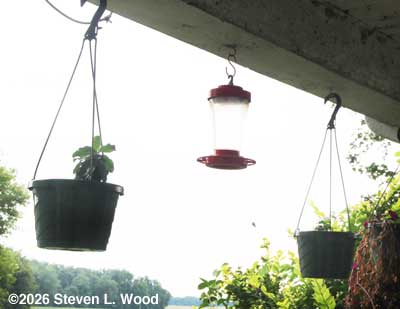 32 ounce feeder surrounded by small pots of dianthus