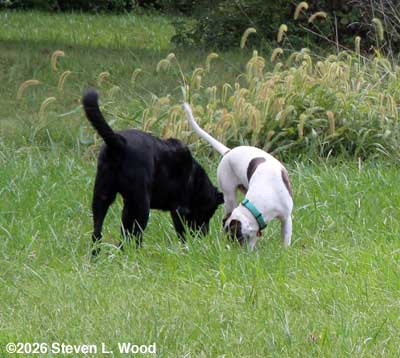 Pepper and Maggie